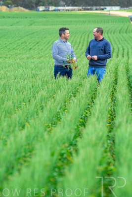 September 2024 / Malinong_SA_-Wheat-3_240925-_Z8C9543