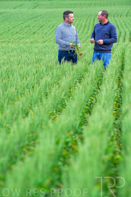 September 2024 / Malinong_SA_-Wheat-3_240925-_Z8C9547