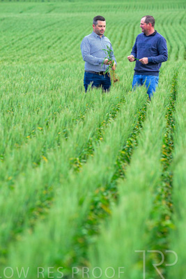 September 2024 / Malinong_SA_-Wheat-3_240925-_Z8C9551