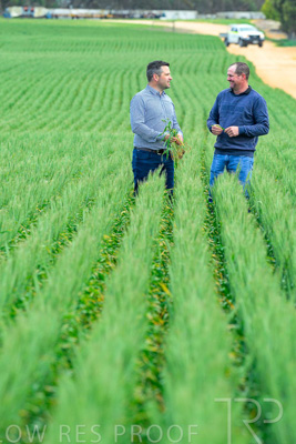 September 2024 / Malinong_SA_-Wheat-3_240925-_Z8C9556