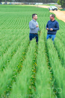 September 2024 / Malinong_SA_-Wheat-3_240925-_Z8C9559