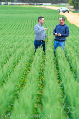 September 2024 / Malinong_SA_-Wheat-3_240925-_Z8C9562