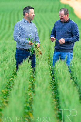 September 2024 / Malinong_SA_-Wheat-3_240925-_Z8C9567