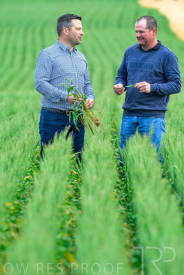 September 2024 / Malinong_SA_-Wheat-3_240925-_Z8C9572