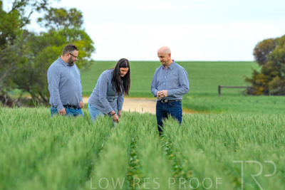 September 2024 / Malinong_SA_-Wheat-3_240925-_Z8C9598