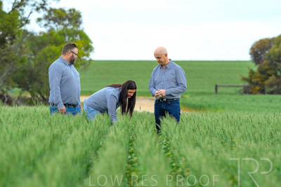 September 2024 / Malinong_SA_-Wheat-3_240925-_Z8C9600