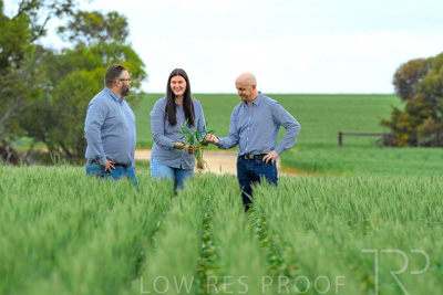 September 2024 / Malinong_SA_-Wheat-3_240925-_Z8C9631