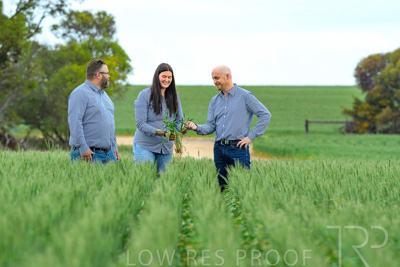 September 2024 / Malinong_SA_-Wheat-3_240925-_Z8C9633