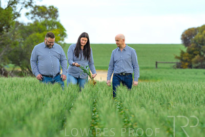 September 2024 / Malinong_SA_-Wheat-3_240925-_Z8C9651