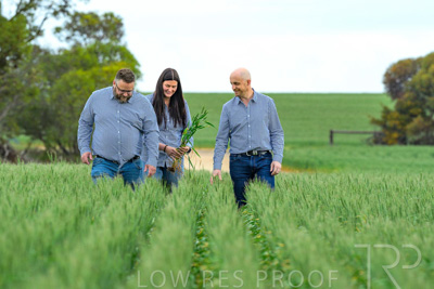 September 2024 / Malinong_SA_-Wheat-3_240925-_Z8C9656