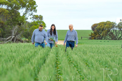 September 2024 / Malinong_SA_-Wheat-3_240925-_Z8C9669