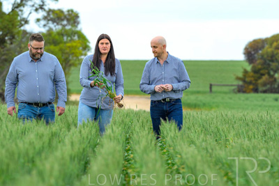 September 2024 / Malinong_SA_-Wheat-3_240925-_Z8C9686