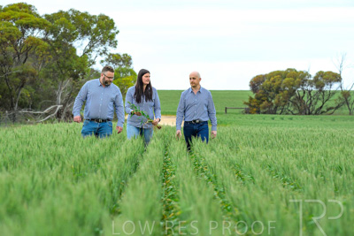 September 2024 / Malinong_SA_-Wheat-3_240925-_Z8C9701