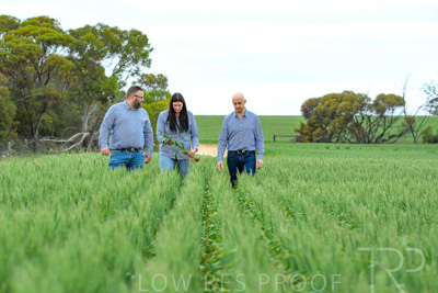 September 2024 / Malinong_SA_-Wheat-3_240925-_Z8C9705