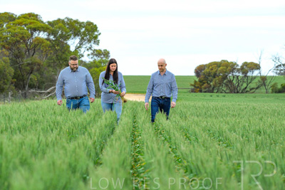 September 2024 / Malinong_SA_-Wheat-3_240925-_Z8C9712