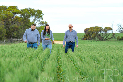 September 2024 / Malinong_SA_-Wheat-3_240925-_Z8C9720