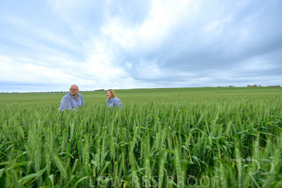 September 2024 / Malinong_SA_-Wheat-3_240925-_Z9C7795