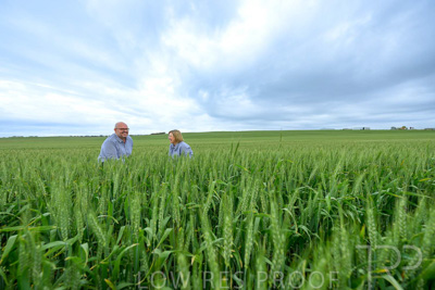 September 2024 / Malinong_SA_-Wheat-3_240925-_Z9C7799