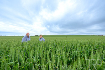 September 2024 / Malinong_SA_-Wheat-3_240925-_Z9C7803