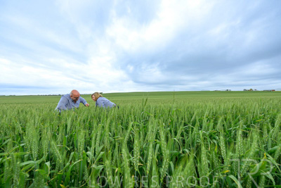 September 2024 / Malinong_SA_-Wheat-3_240925-_Z9C7816