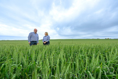 September 2024 / Malinong_SA_-Wheat-3_240925-_Z9C7839