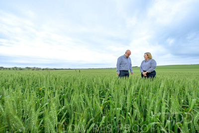 September 2024 / Malinong_SA_-Wheat-3_240925-_Z9C7850