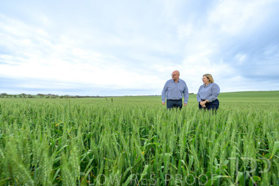 September 2024 / Malinong_SA_-Wheat-3_240925-_Z9C7852