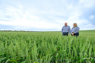 September 2024 / Malinong_SA_-Wheat-3_240925-_Z9C7861