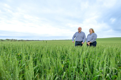 September 2024 / Malinong_SA_-Wheat-3_240925-_Z9C7862