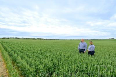 September 2024 / Malinong_SA_-Wheat-3_240925-_Z9C7887