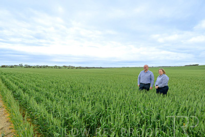 September 2024 / Malinong_SA_-Wheat-3_240925-_Z9C7896