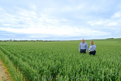 September 2024 / Malinong_SA_-Wheat-3_240925-_Z9C7898