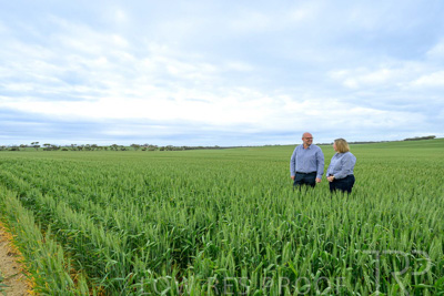 September 2024 / Malinong_SA_-Wheat-3_240925-_Z9C7905