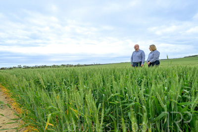 September 2024 / Malinong_SA_-Wheat-3_240925-_Z9C7908
