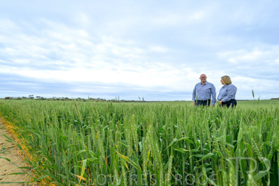 September 2024 / Malinong_SA_-Wheat-3_240925-_Z9C7913