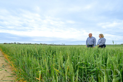 September 2024 / Malinong_SA_-Wheat-3_240925-_Z9C7916