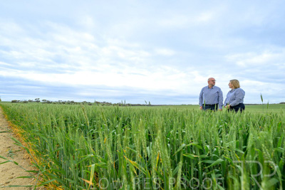 September 2024 / Malinong_SA_-Wheat-3_240925-_Z9C7923