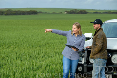 September 2024 / Malinong_SA_-Wheat-4_240925-_Z9C8050