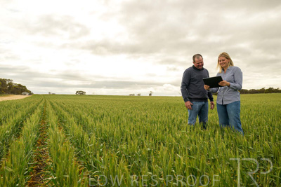 September 2024 / Malinong_SA_-Wheat-4_240925-_Z9C8228