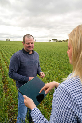 September 2024 / Malinong_SA_-Wheat-4_240925-_Z9C8276