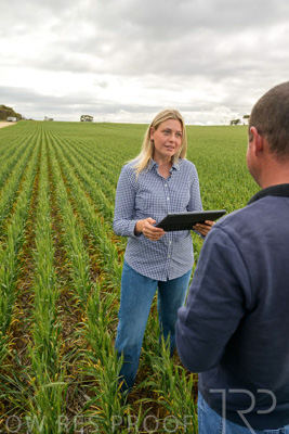 September 2024 / Malinong_SA_-Wheat-4_240925-_Z9C8300