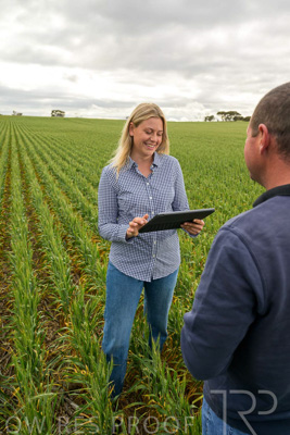 September 2024 / Malinong_SA_-Wheat-4_240925-_Z9C8303