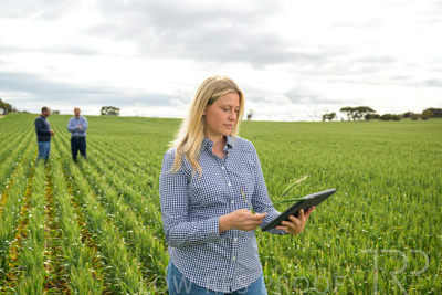 September 2024 / Malinong_SA_-Wheat-4_240925-_Z9C8320