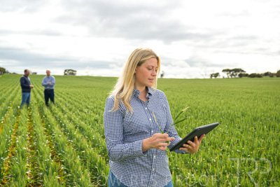 September 2024 / Malinong_SA_-Wheat-4_240925-_Z9C8322