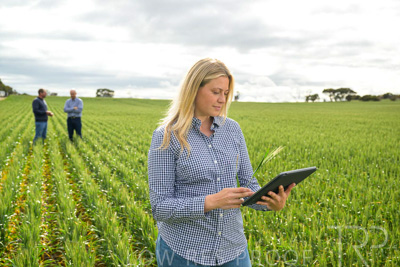 September 2024 / Malinong_SA_-Wheat-4_240925-_Z9C8325