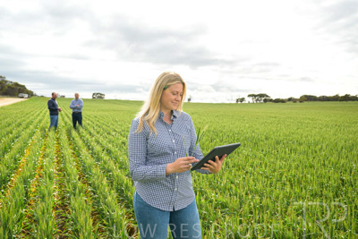 September 2024 / Malinong_SA_-Wheat-4_240925-_Z9C8327
