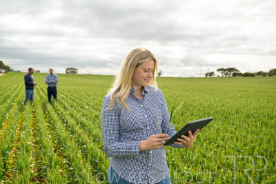 September 2024 / Malinong_SA_-Wheat-4_240925-_Z9C8329