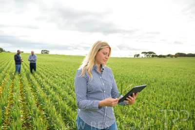 September 2024 / Malinong_SA_-Wheat-4_240925-_Z9C8335