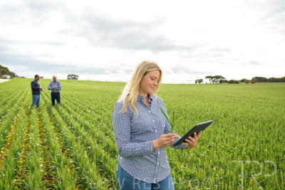 September 2024 / Malinong_SA_-Wheat-4_240925-_Z9C8338