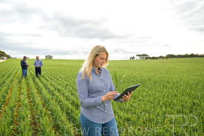 September 2024 / Malinong_SA_-Wheat-4_240925-_Z9C8341